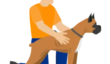 asigurare caini periculosi si agresivi destine broker